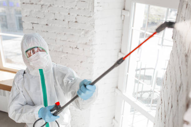 Best Mold Odor Removal Services  in USA